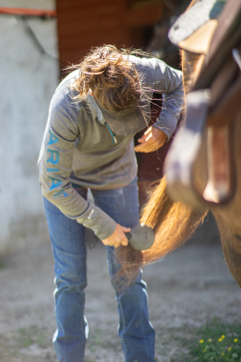 Horse