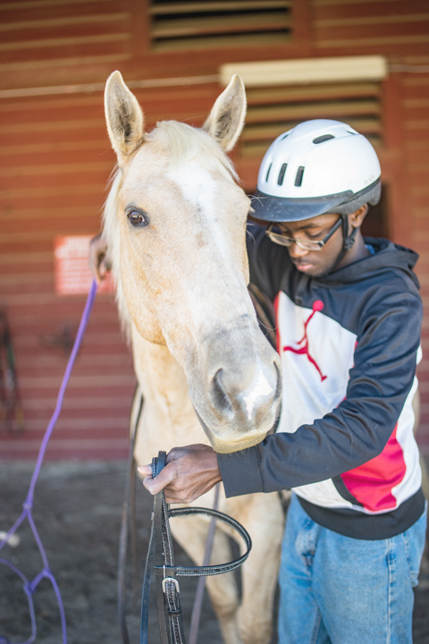 Horse