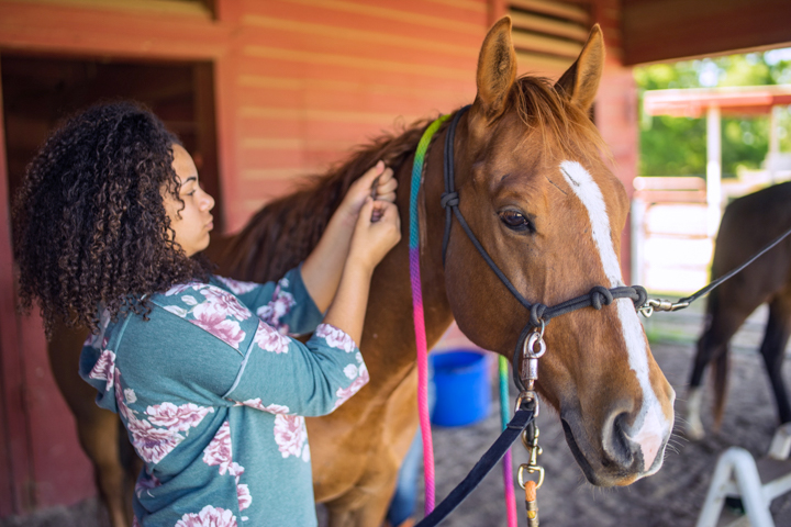 Horse
