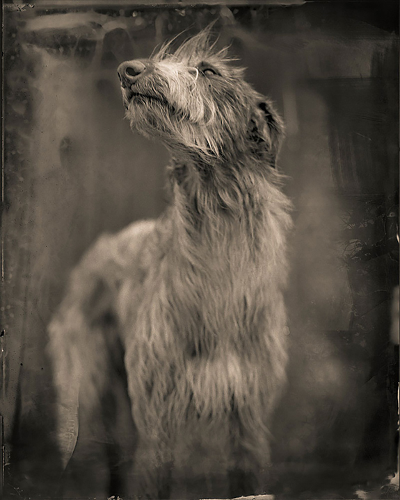 "Big Dog"