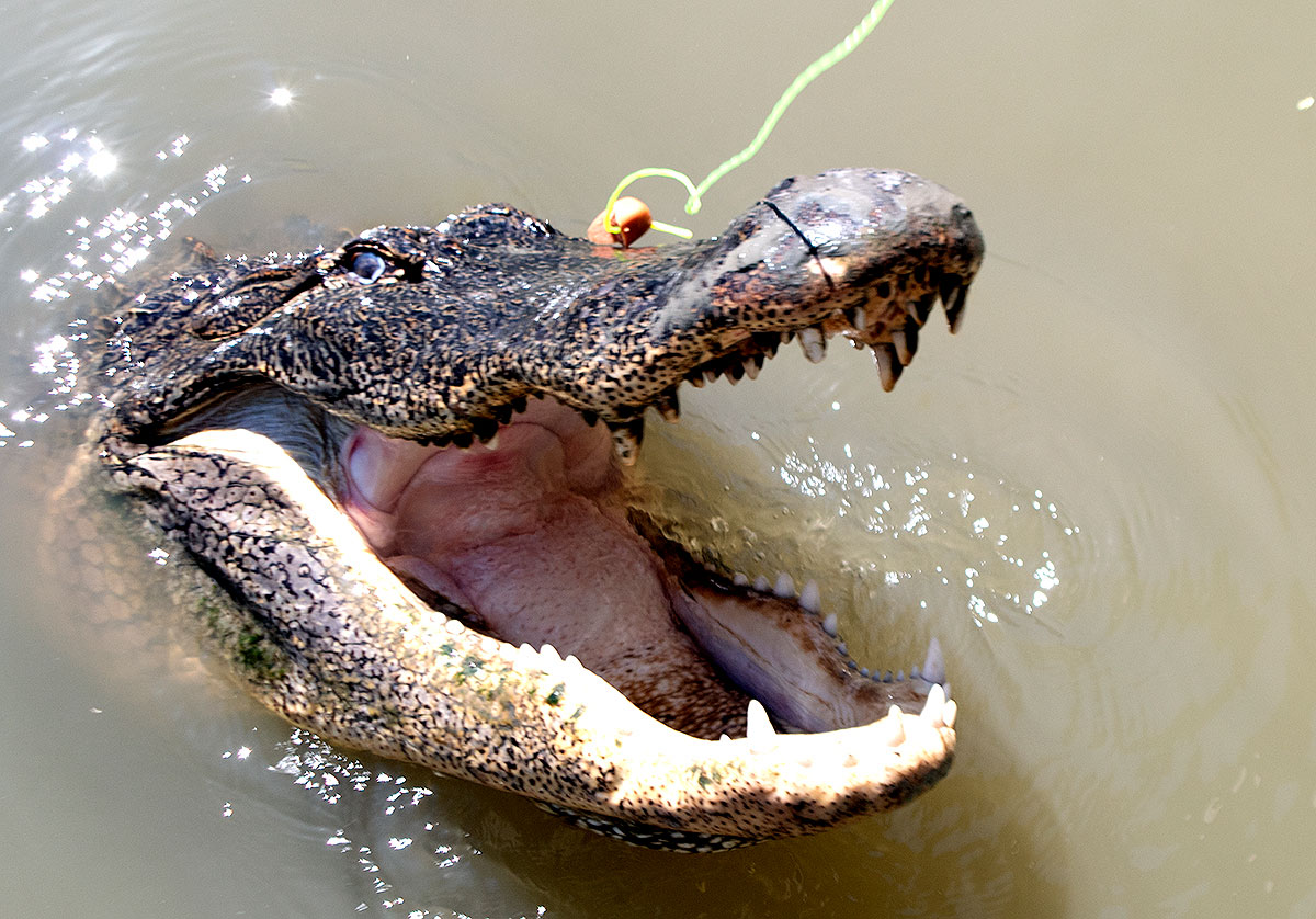 gator mouth