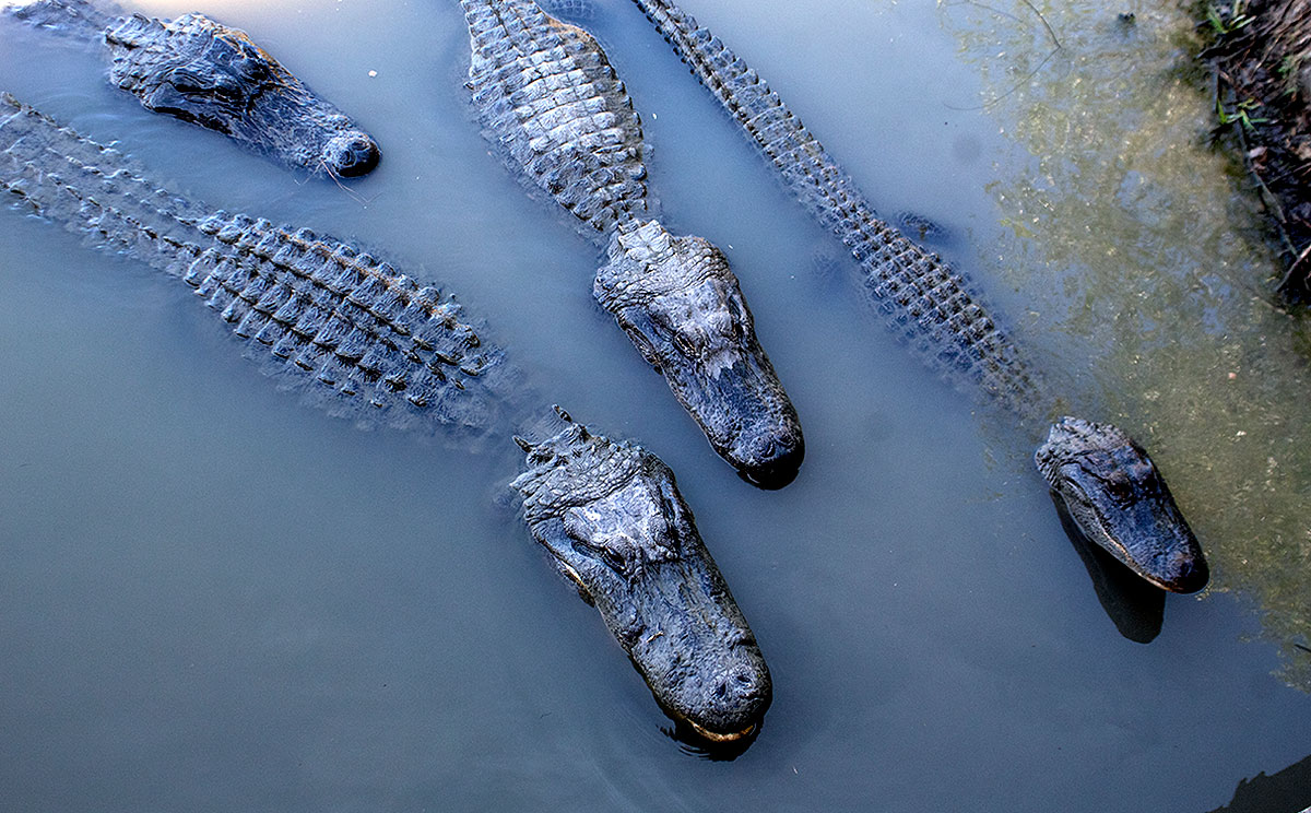 gators