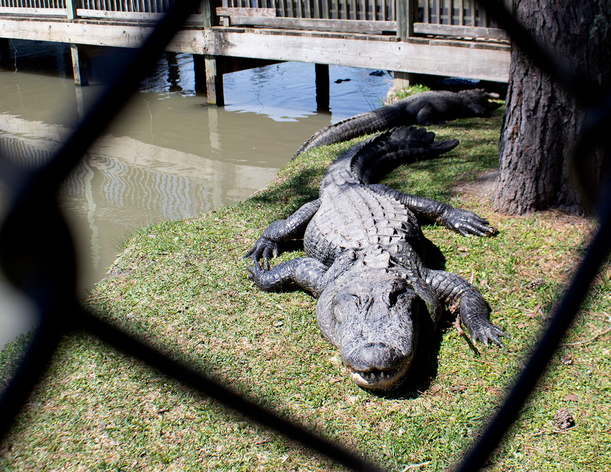 gators