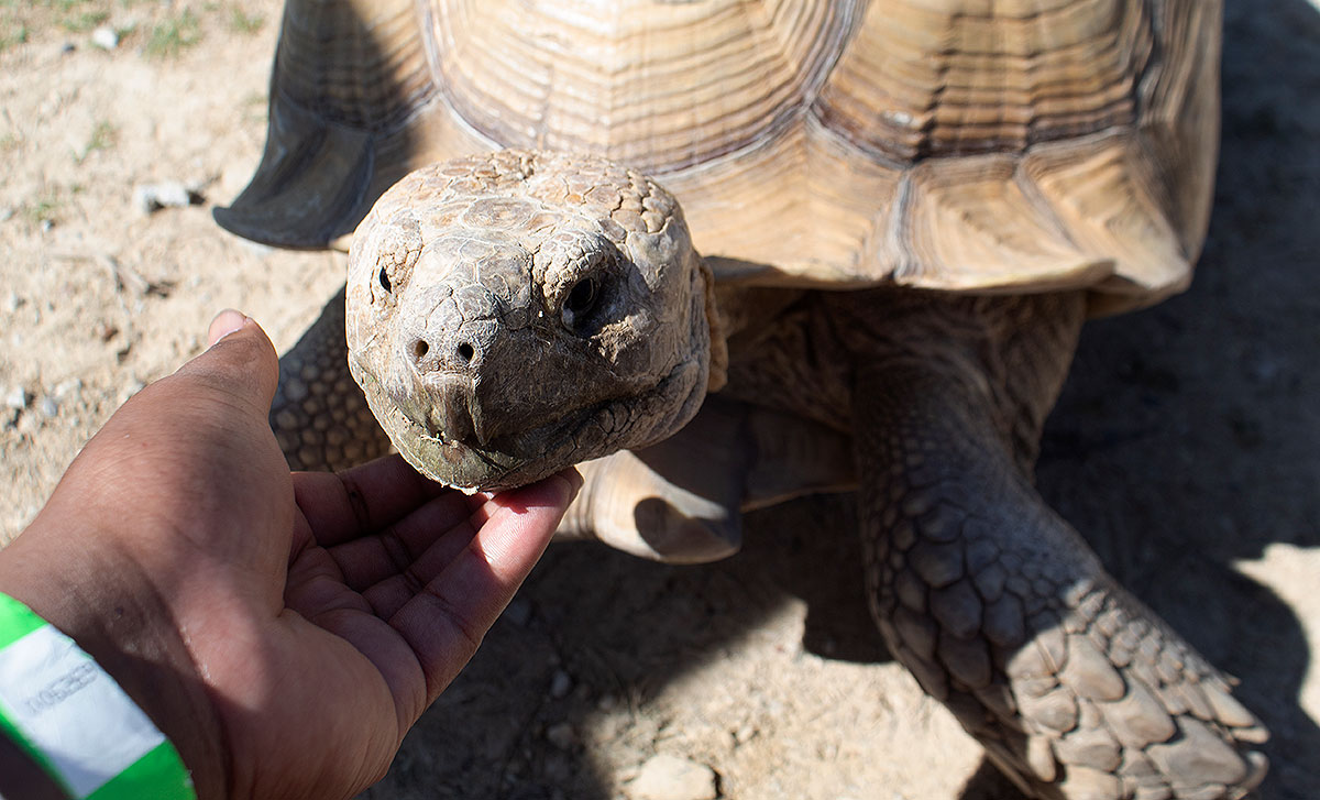 tortoise