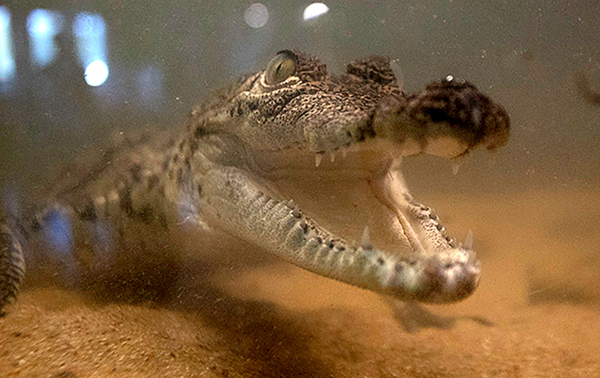 gator