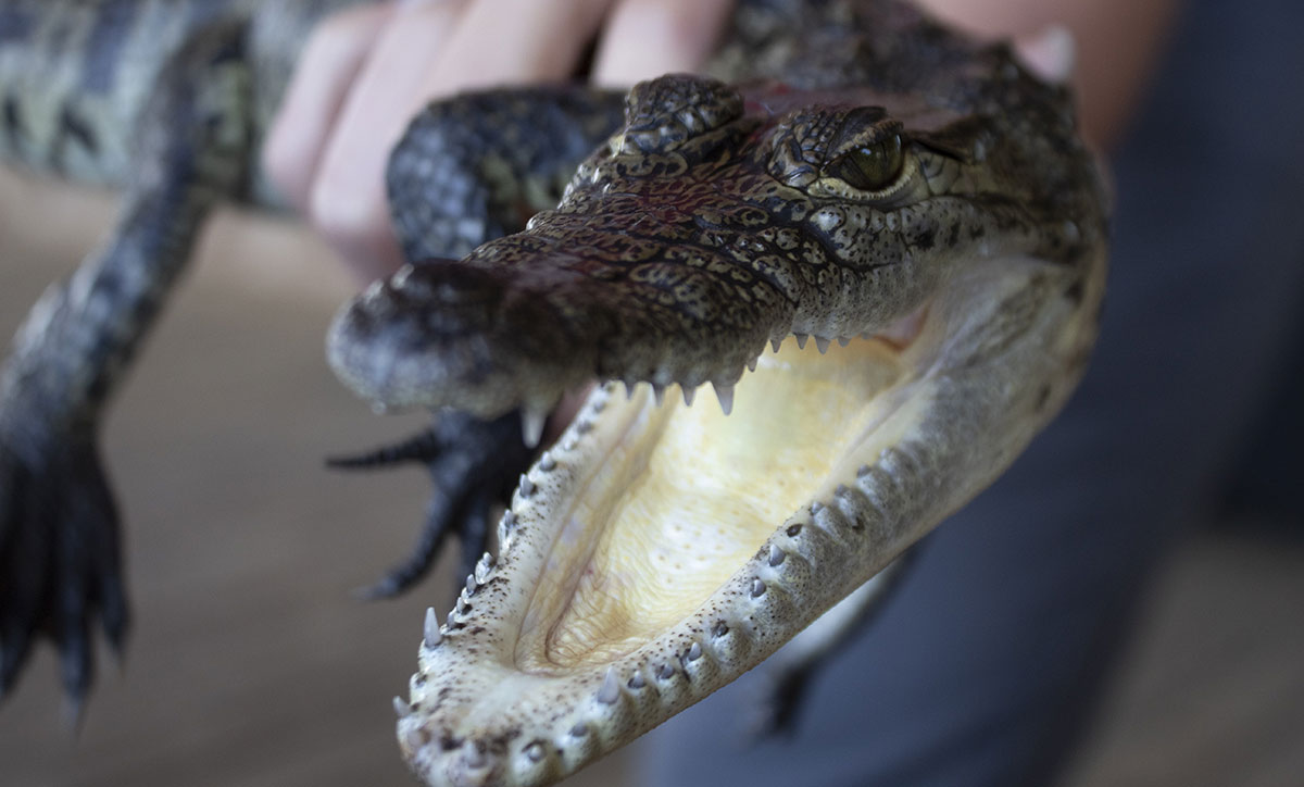 Gators up close