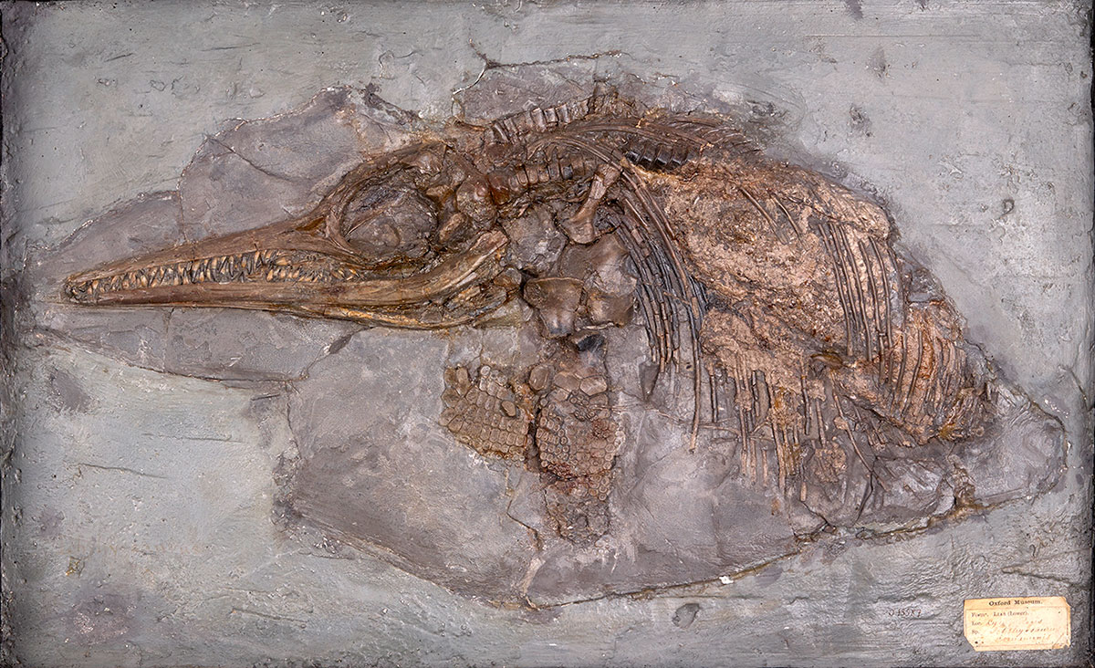 An image of the ichthyosaur skeleton Anning found.