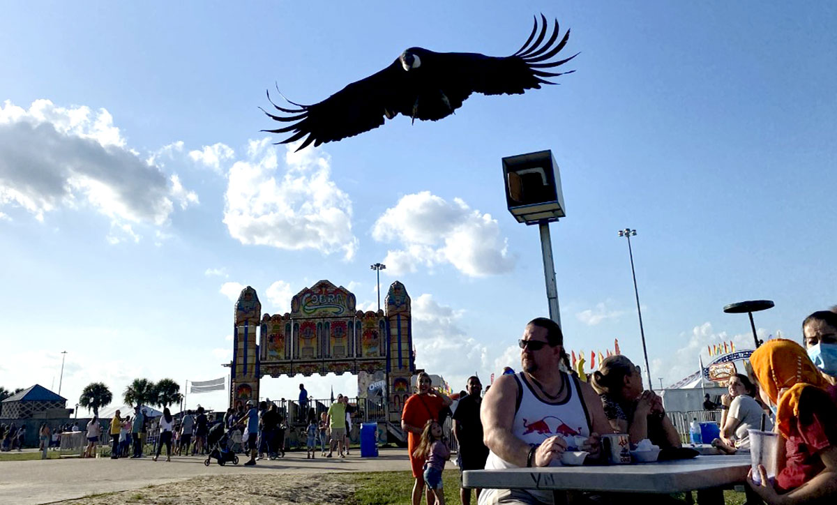 Birdman show held at South Texas State Fair