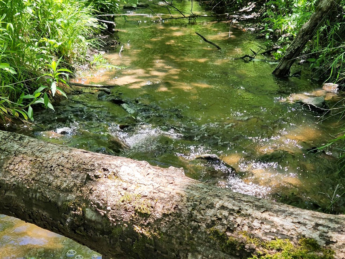 A creek we passed on one of our hiking trails.