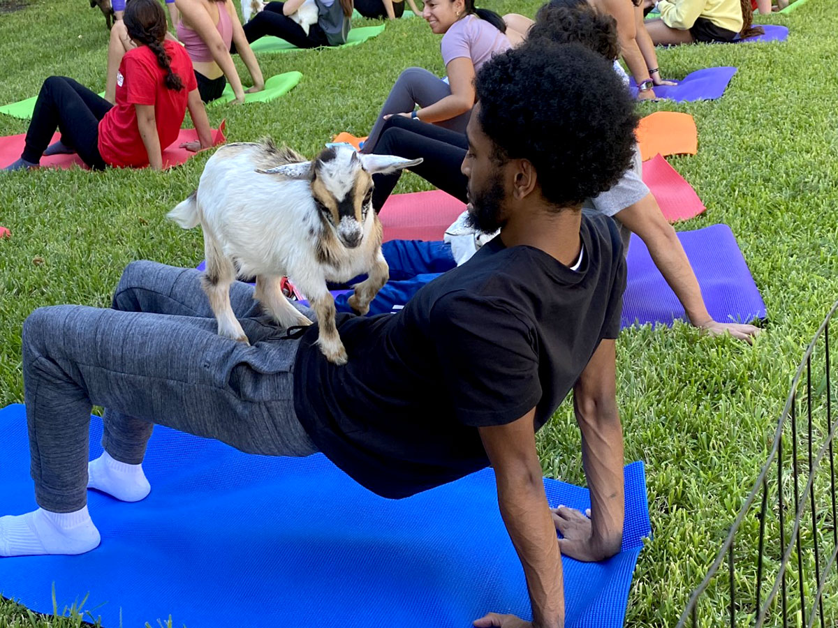 Student stretches while a baby goat stands on top. UP photo by Maddie Sims.