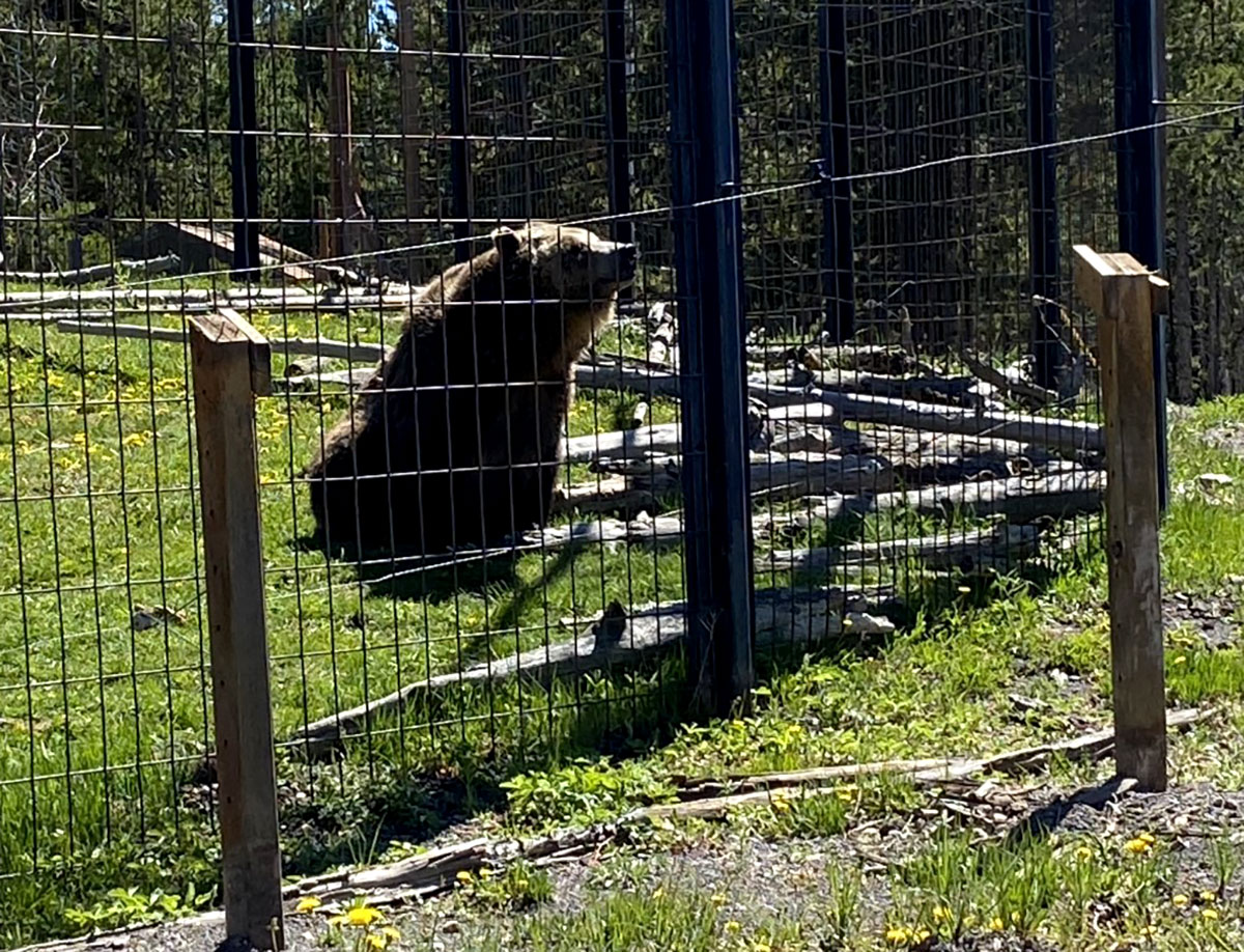 A grizzly bear from the discovery center.