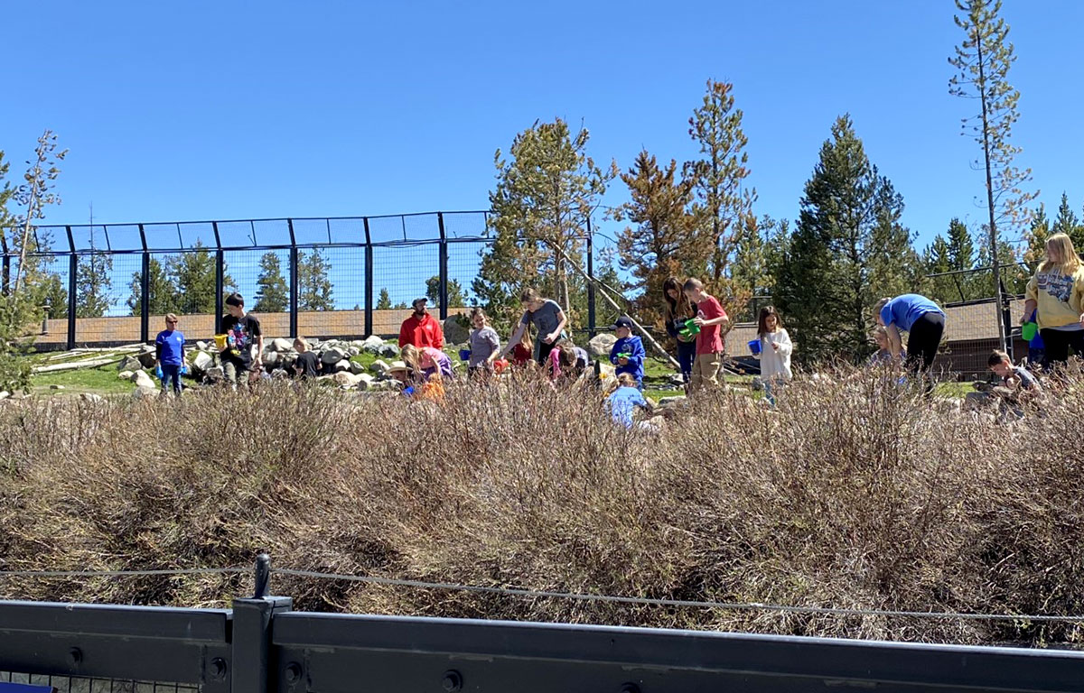 Children hide food for the bears in their habitat.