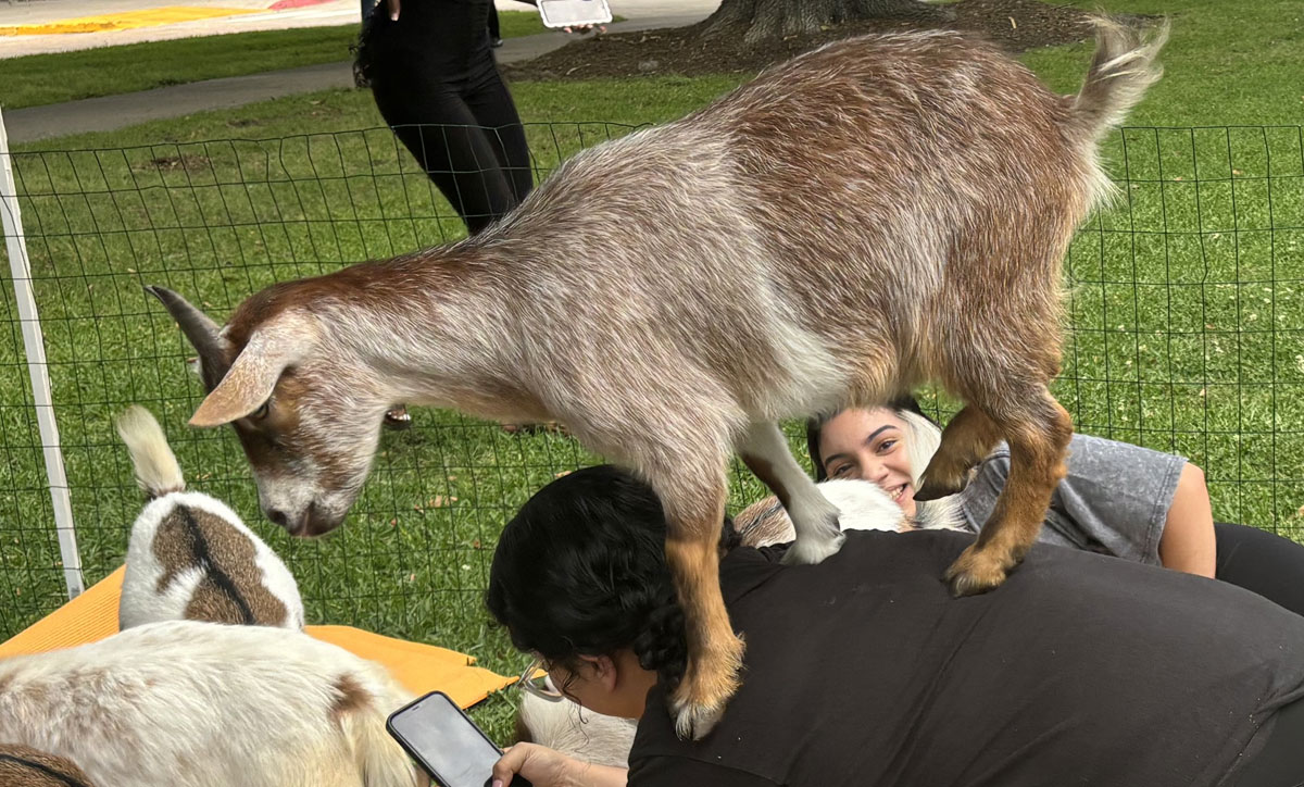 Goat Yoga eases stress