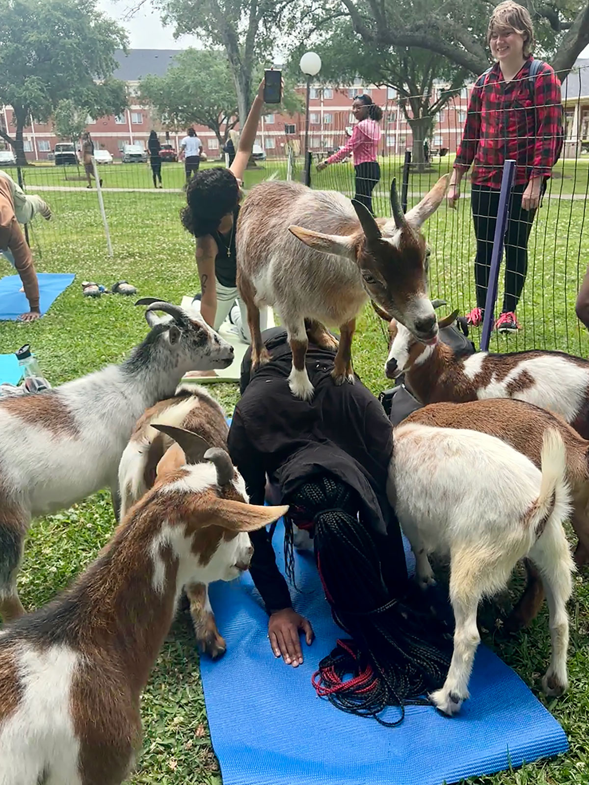 goat