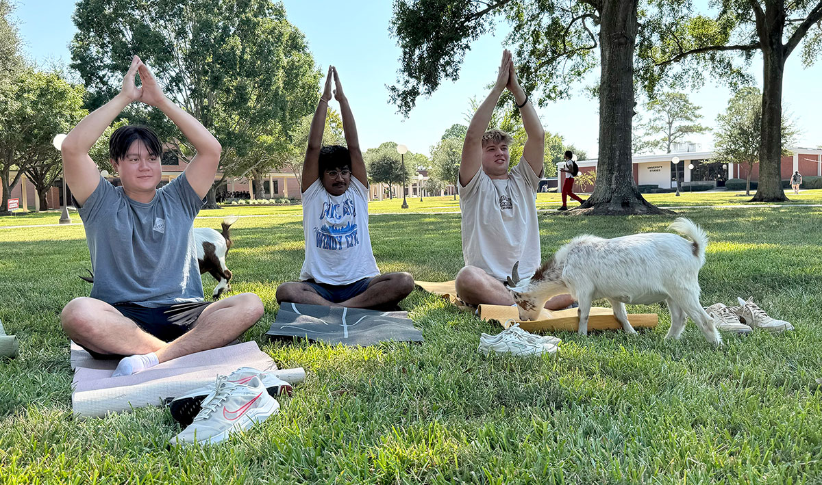 Goat Yoga