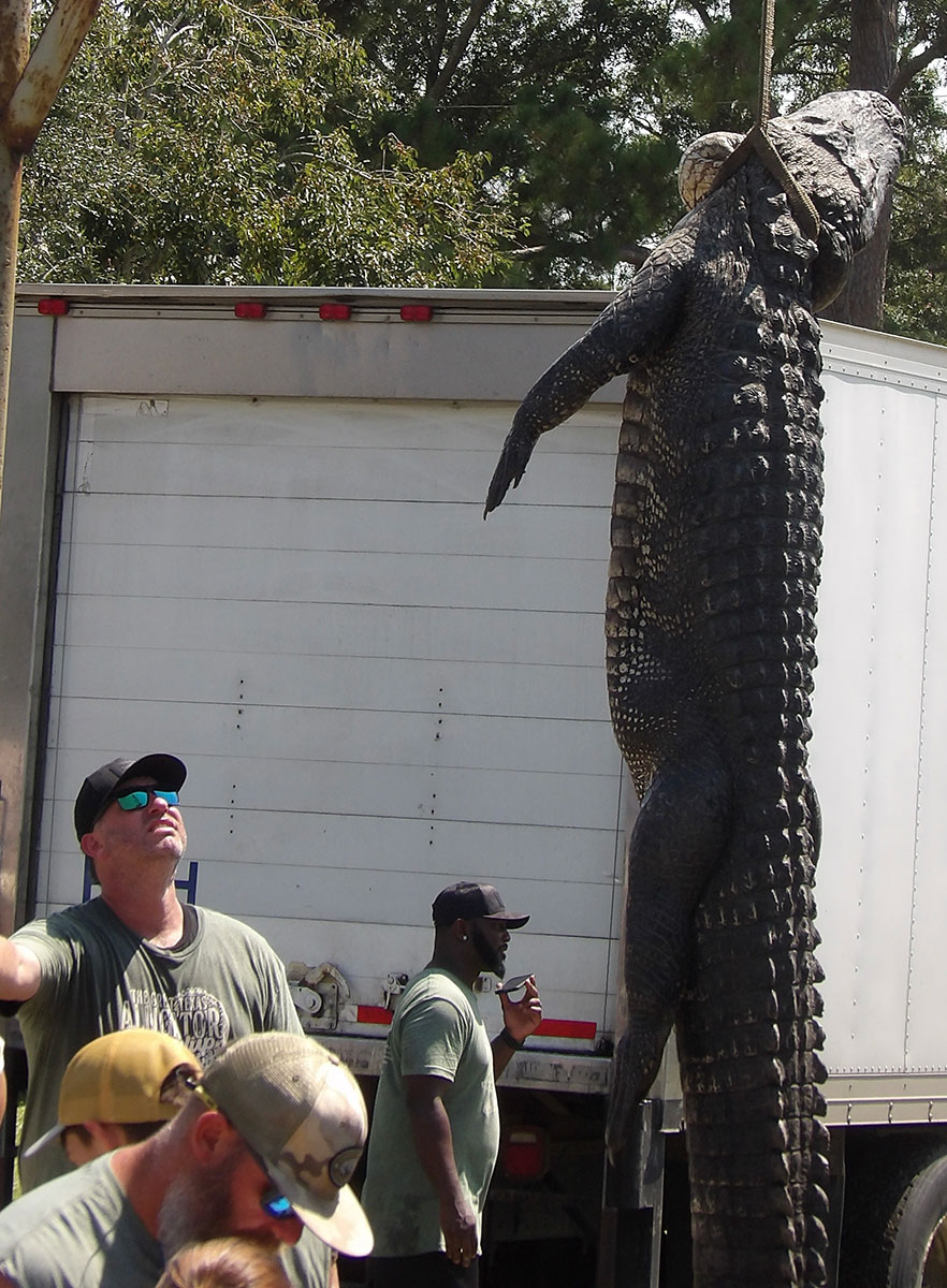 gator