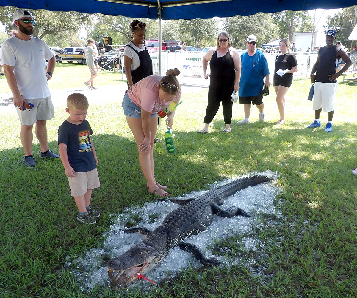 gator