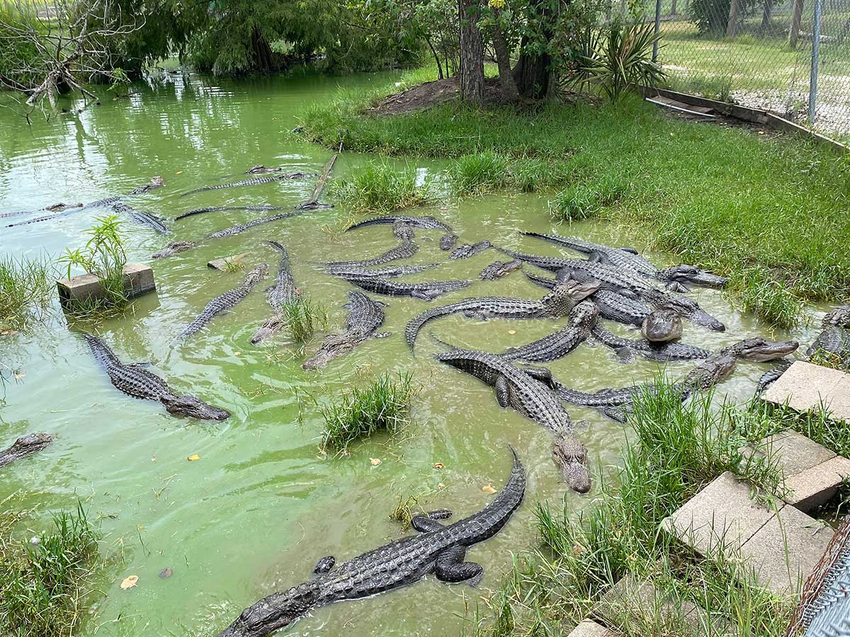gator1