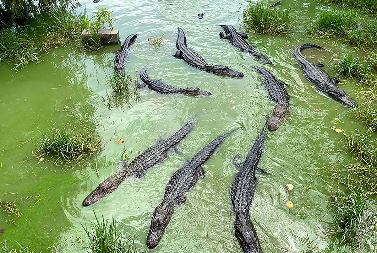 gator4