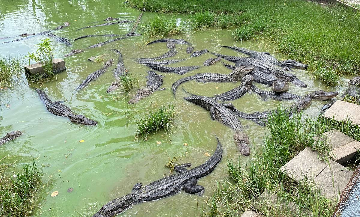 Summer of Scales - Gator Country intern shares work experience