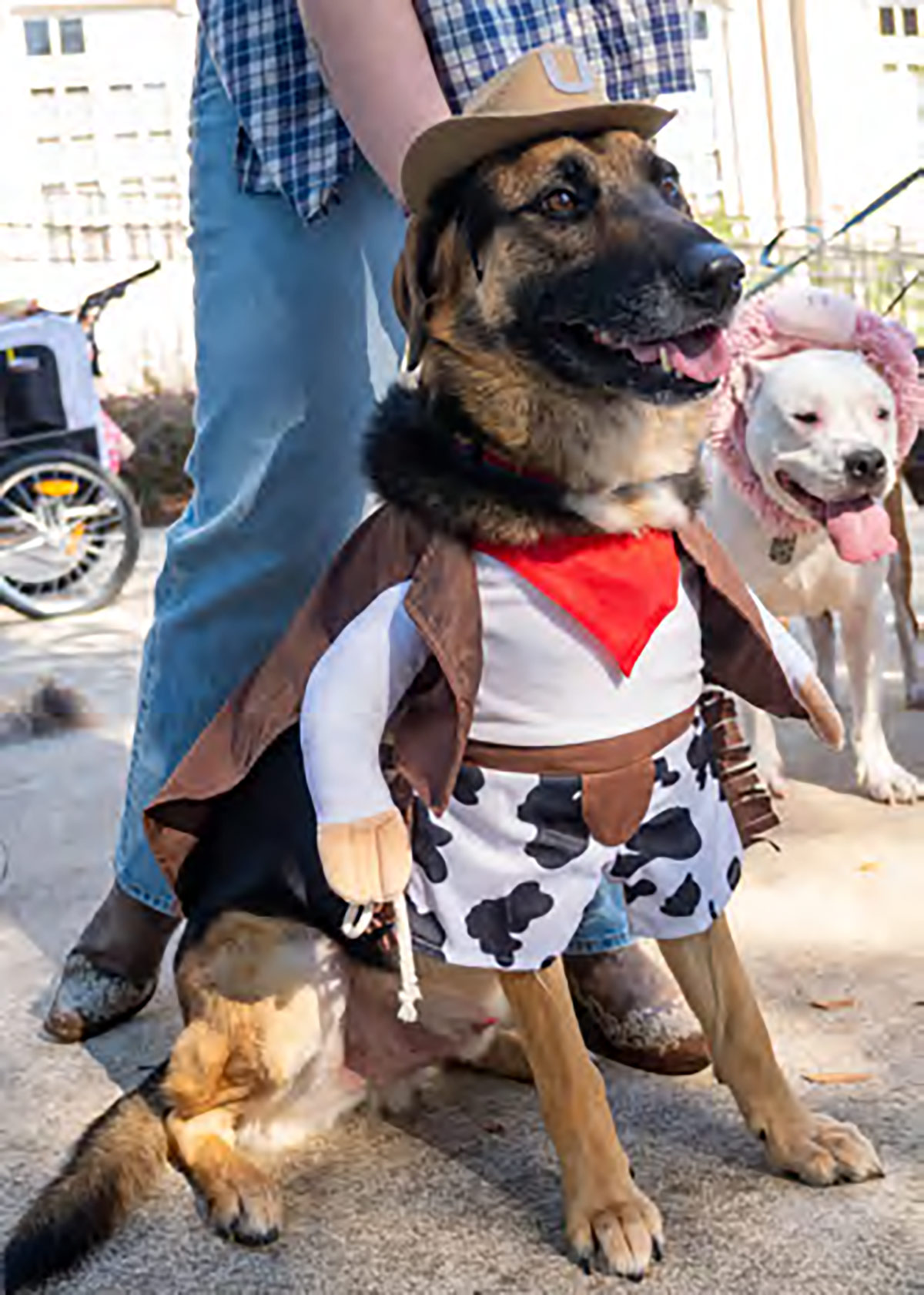 pawsome10