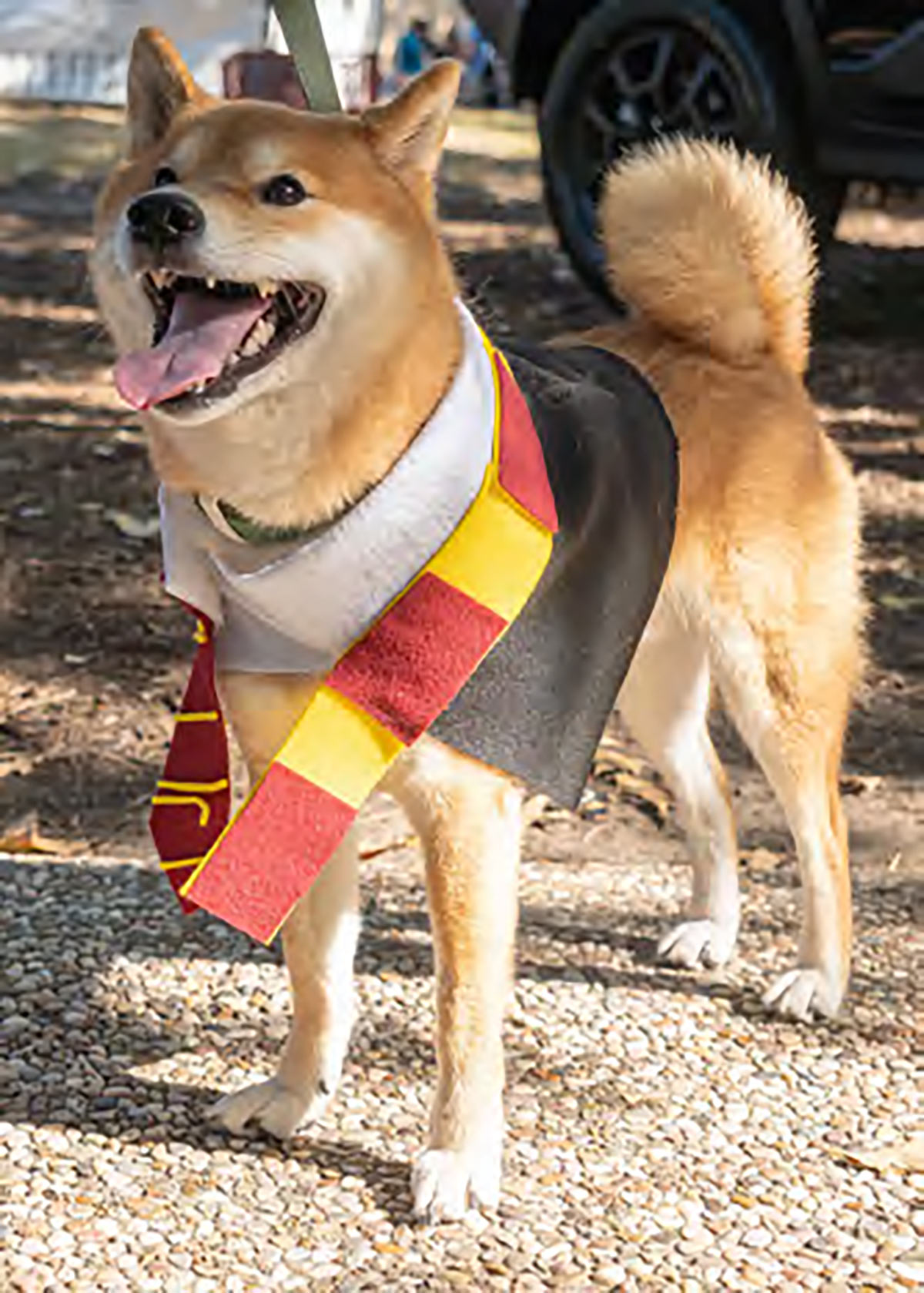 pawsome11