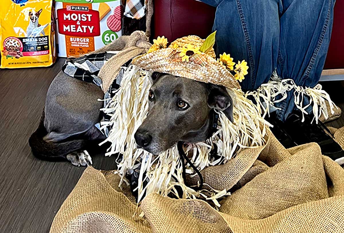 AniMeals pet food drive kick-off  