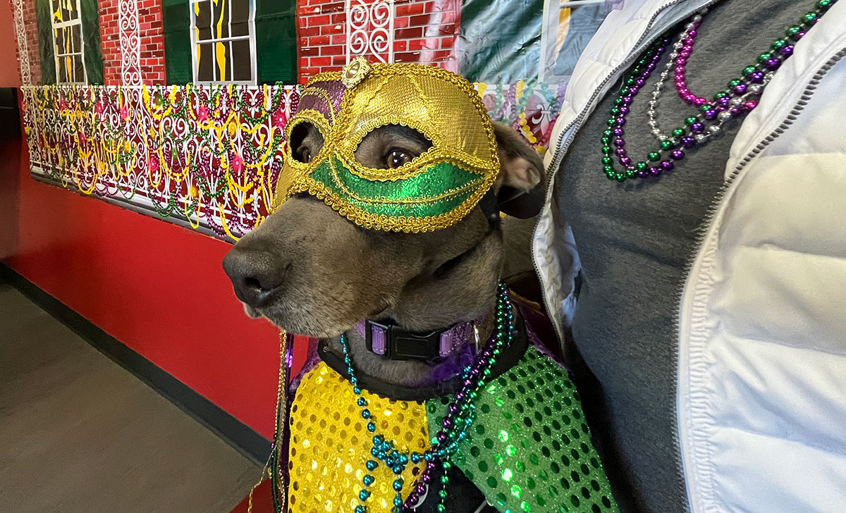 Lace-e poses for a picture with a Mardi Gras outfit during the Mardi Paws pet food drive, Feb. 13, in the Galloway Business Building. UP photo by Brian Quijada.