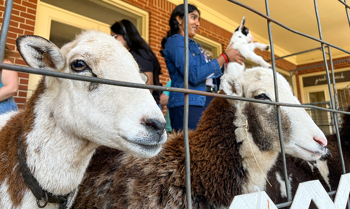 Two goats look outside the petting zoo cage during the Lamar University 100 Year Celebration, Mar. 5, in the Dining Hall Lawn. UP photo by Brian Quijada.