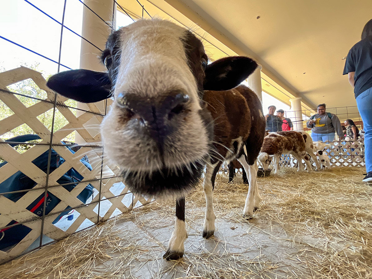 A goat inside of the petting zoo cage during the Lamar University 100 Year Celebration, Mar. 5, in the Dining Hall Lawn. UP photo by Brian Quijada.