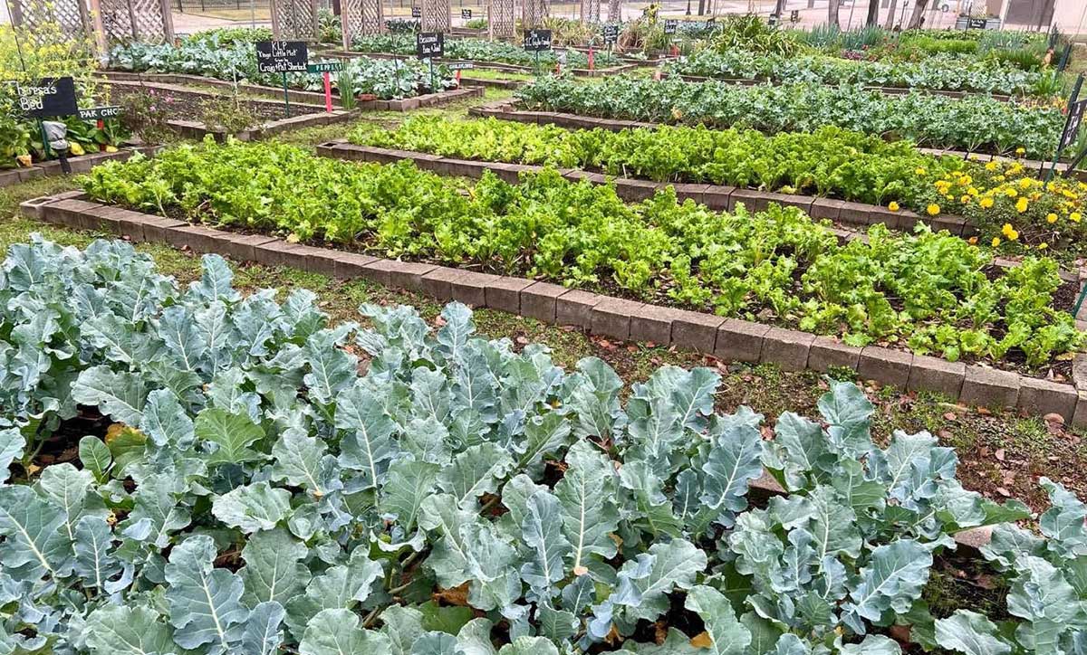 Giving Field community garden looking for volunteers