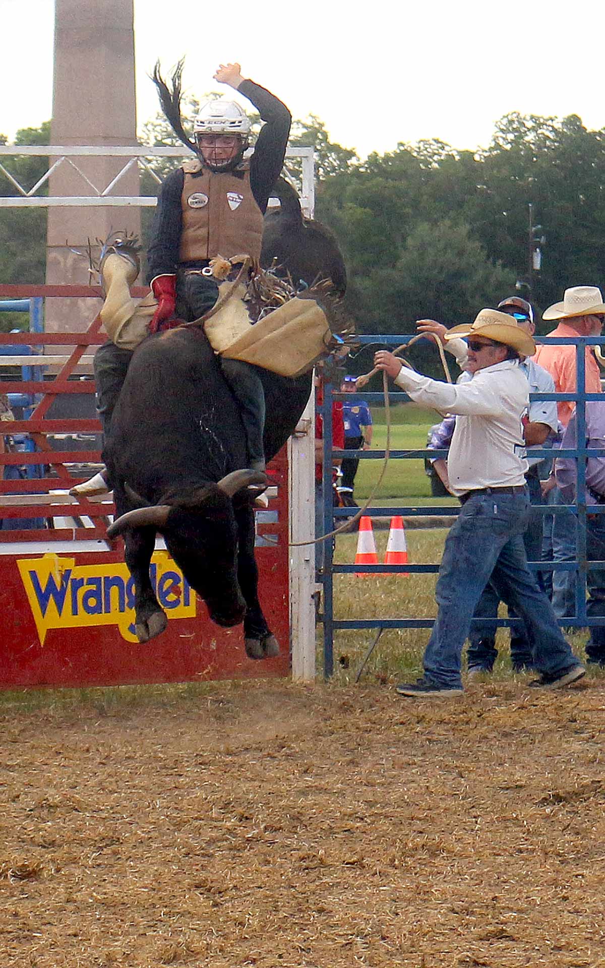 bull