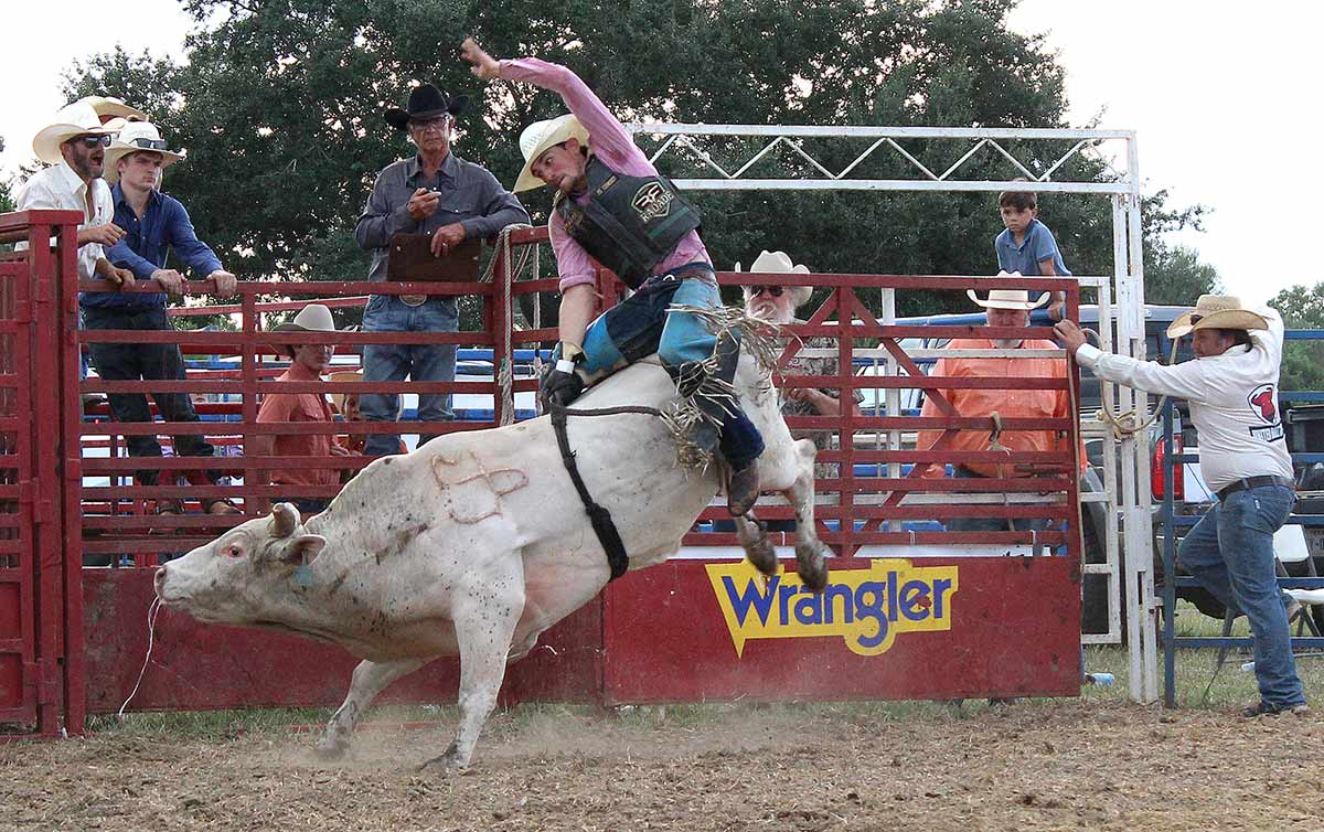bull