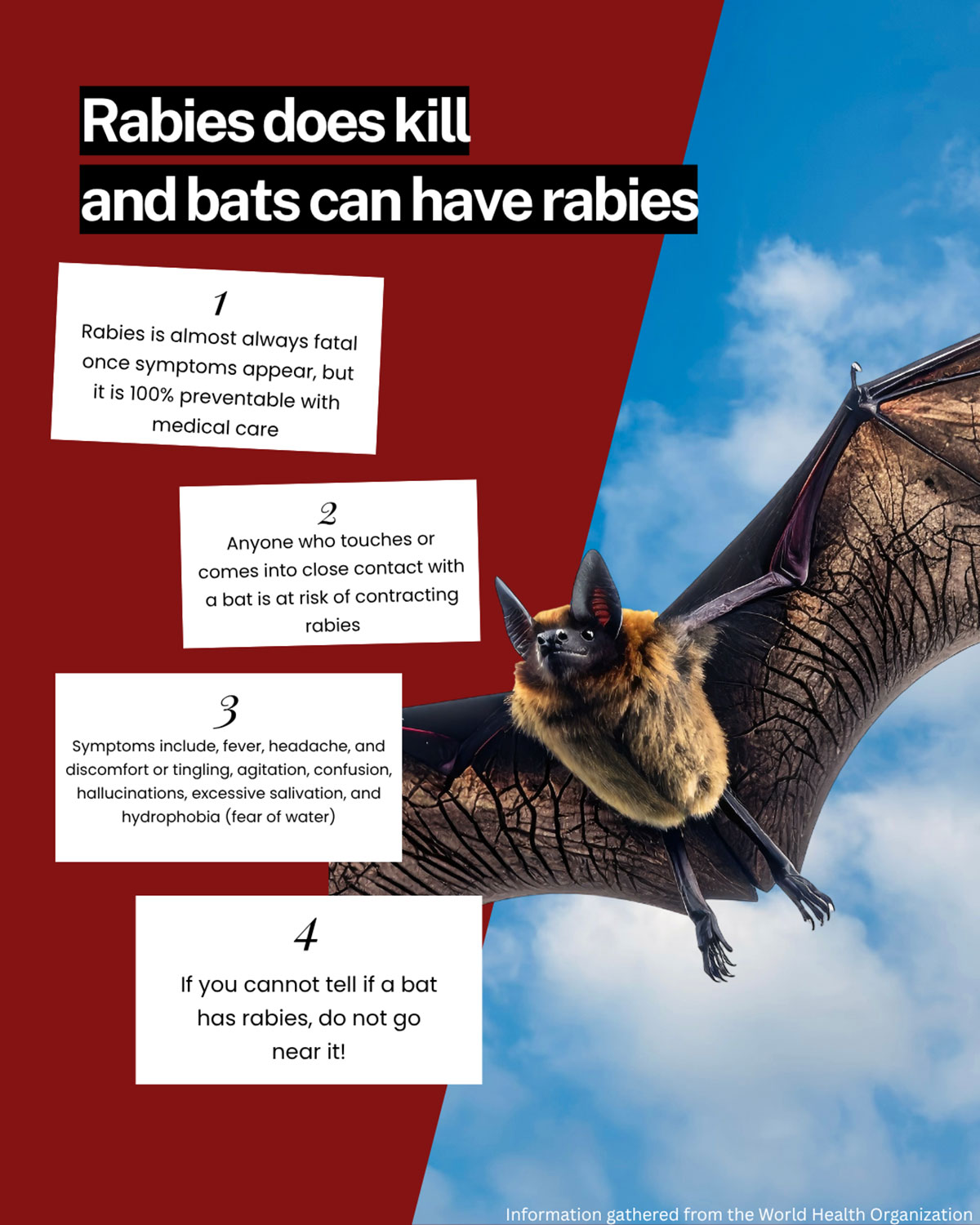 bats