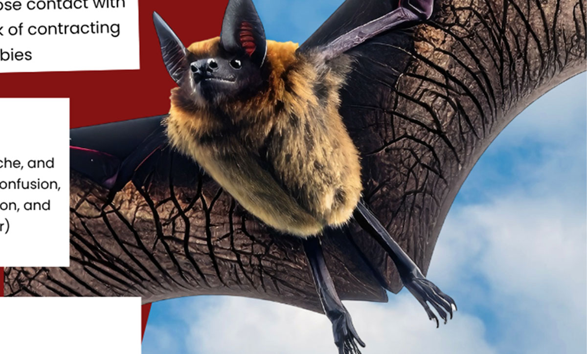 Vigilance suggested after rabid bats found