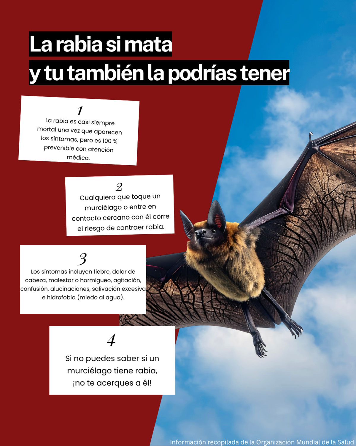 bat